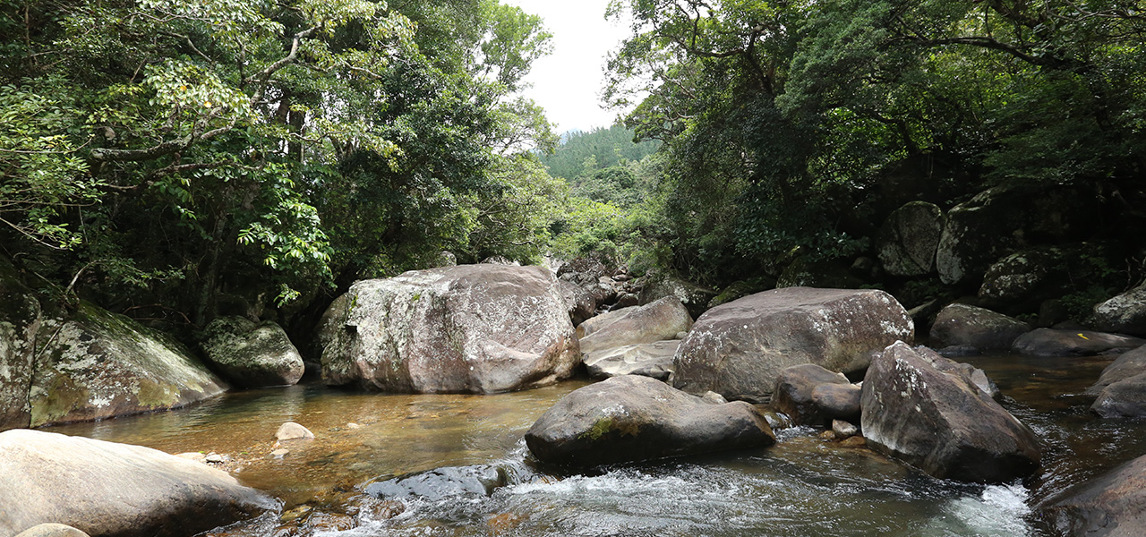 Forest Heaven Eco Resort